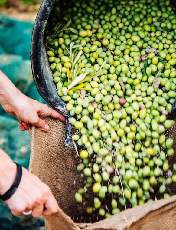 Raccolta olive Foligno